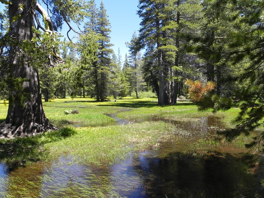 Freeman Meadows